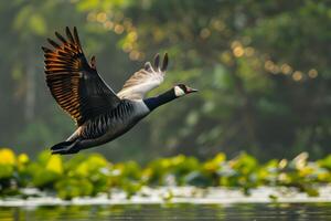 A bird flying over a body of water photo