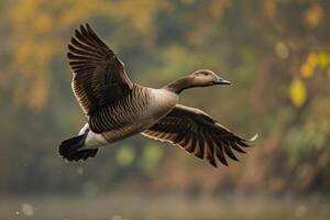 A bird flying over a lake with leaves in the background photo