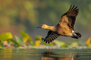 A duck flying over water with leaves in the background photo