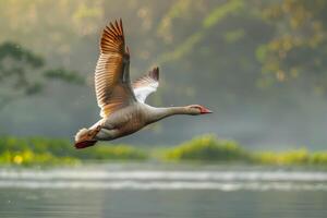 White swan flying over the water photo