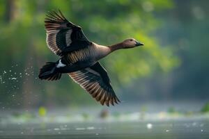 A duck flying over water with a green background photo