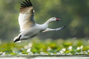 A white goose flying over a body of water photo