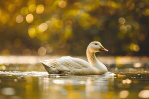 A white duck swimming in a lake with trees in the background photo