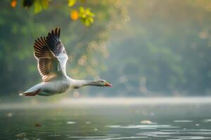 A white goose flying over a lake with foggy trees photo