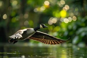 Canada goose flying over water with sunlight on background photo