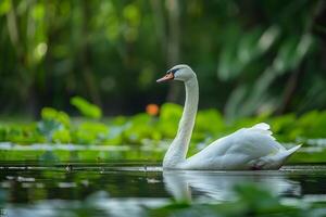 A white swan swimming in a pond surrounded by green plants photo