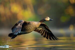 A goose flying over water with its wings spread photo
