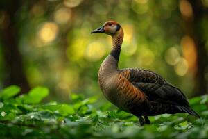A bird is standing in the grass with trees in the background photo