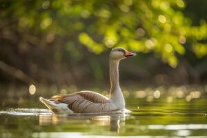 A swan swimming in the water with trees in the background photo