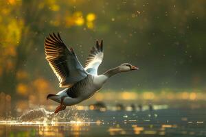 A goose flying over water with its wings spread photo