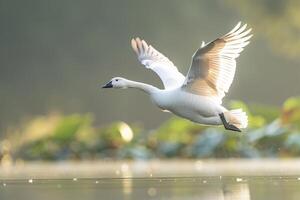 A swan flying over a lake with water lilies photo