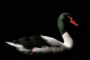 A white and black duck with a red beak photo