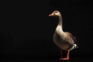 A goose is standing in front of a black background photo