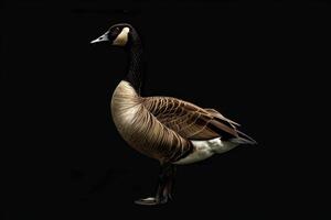 A goose is standing on a black background photo