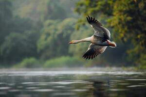 A white goose flying over a lake with trees in the background photo