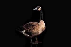 A goose is standing on a black background photo