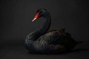Black swan on black background photo
