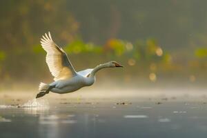 A swan flying over a lake with foggy water photo