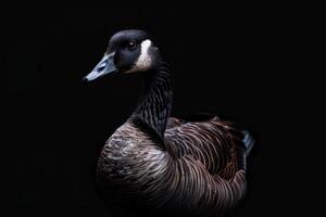 A close up of a goose on a black background photo