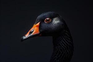 Black swan on black background photo