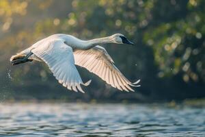 A white swan flying over a lake photo