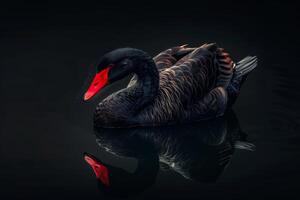 Black swan on the water with reflection photo