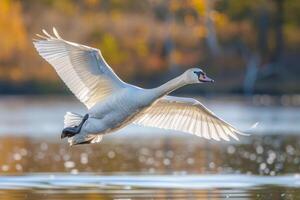 A swan flying over a lake with its wings spread photo