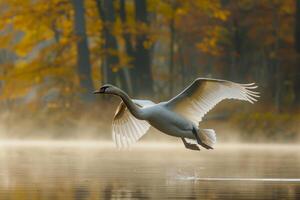 A swan flying over a lake in the fall photo