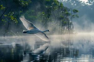 A white swan flying over a lake with mist photo