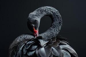 Black swan on black background photo