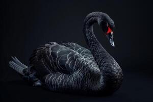 Black swan on black background photo