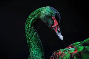 A green and red swan with a black background photo