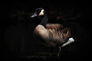 A goose standing in the water on a dark background photo