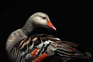 A close up of a goose with orange and black feathers photo
