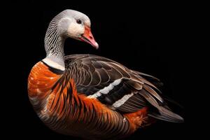 A close up of a bird with a black background photo