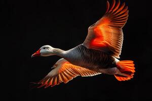 A goose flying in the dark photo