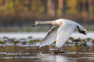 A swan is flying over a lake with water lilies photo
