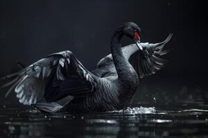 Black swan in the rain photo