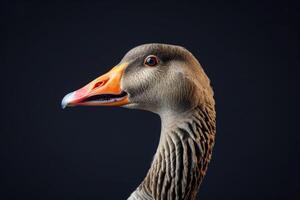 A close up of a goose with an orange beak photo