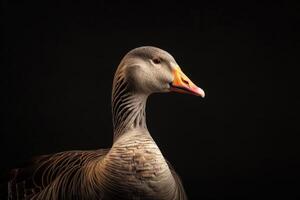 A goose is standing in front of a black background photo