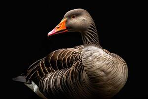 A goose with a red beak and orange legs photo