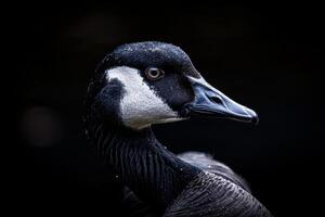 A close up of a goose's head with a dark background photo