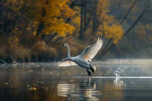 A swan taking flight over a lake in the fall photo
