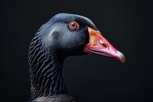 A black goose with a red beak and orange beak photo