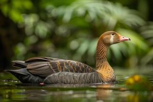 A duck swimming in a pond with green plants photo