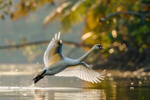 A swan flying over water in the morning light photo