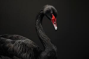 Black swan, black swan, black swan, black swan, black swan photo