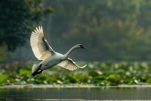 A swan flying over a lake with water lillies photo