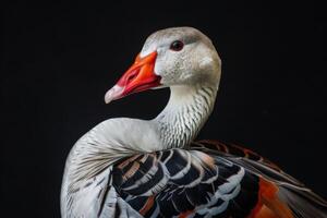 A close up of a white and orange goose photo