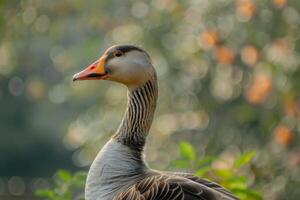 A close up of a goose standing in front of a tree photo